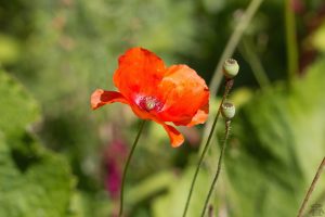 Envole toi au parc André Citroën