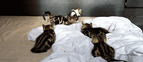 Leap frog cats
