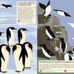 Les oiseaux du monde