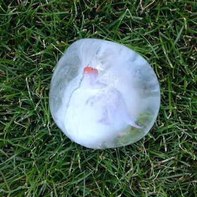 Anniversaire dinosaure Grrrrr