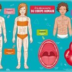 À la découverte du corps humain (nouvelle edition)