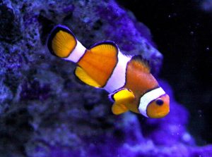 La barrière de corail