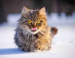 Le chat glacé