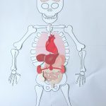 Squelette et organes à imprimer