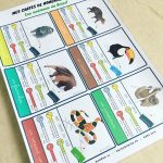 Les P&rsquo;tits Ouistitis et le Brésil