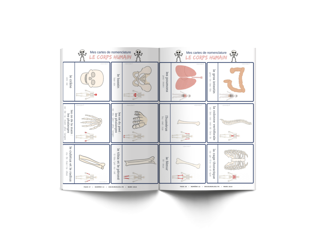 Les P'tits ouistitis et le corps humain - cartes nomenclature