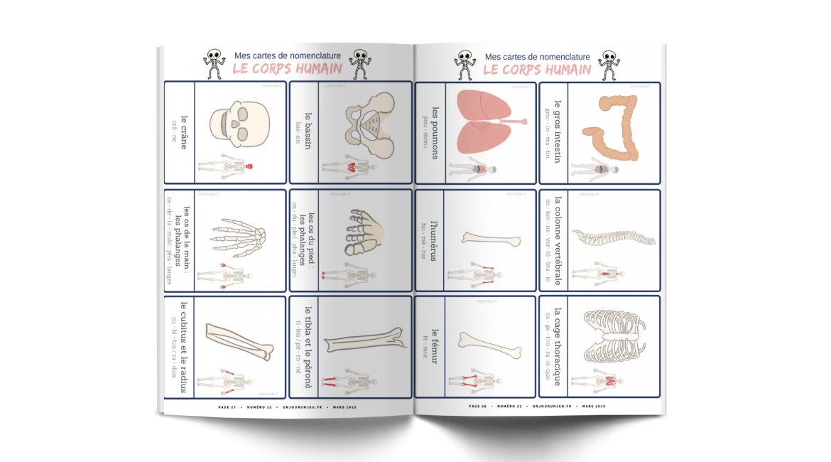 Les P'tits ouistitis et le corps humain - cartes nomenclature