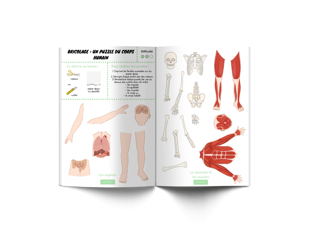 Les P'tits ouistitis et le corps humain - puzzles