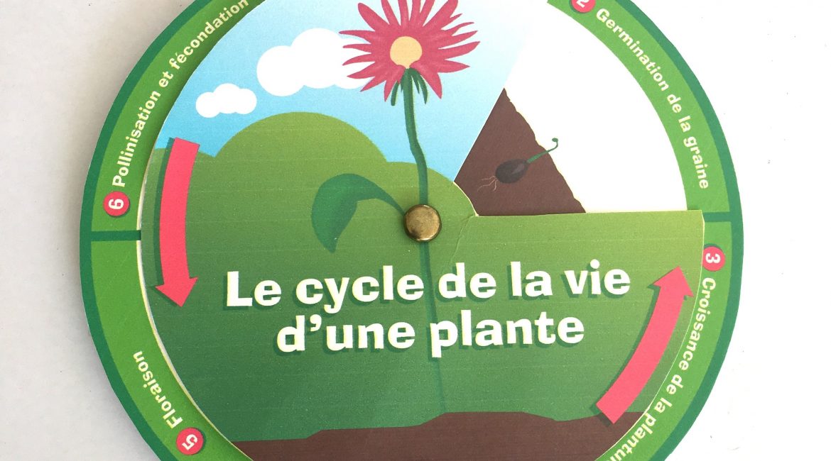 cycle de vie d'une plante