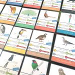 Les P&rsquo;tits Ouistitis et les oiseaux