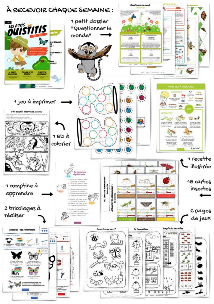 Les P'tits Ouistitis - insectes