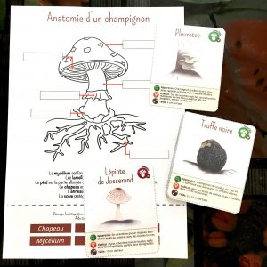 Cartes de nomenclature sur les champignons