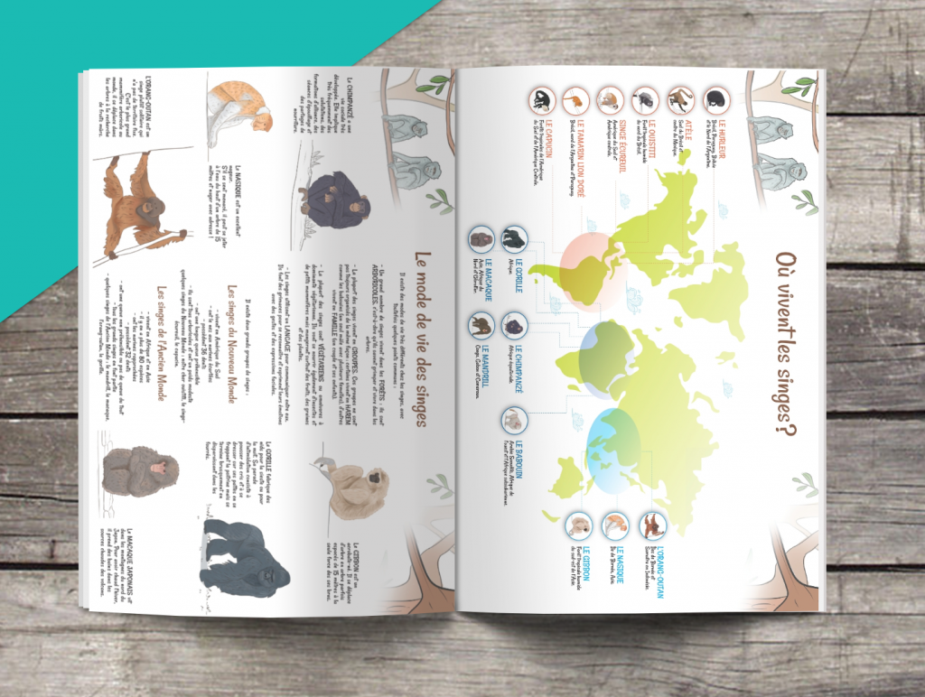 Les P&rsquo;tits Ouistitis et les singes