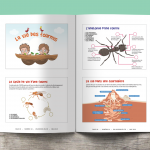 Les P&rsquo;tits Ouistitis et les fourmis