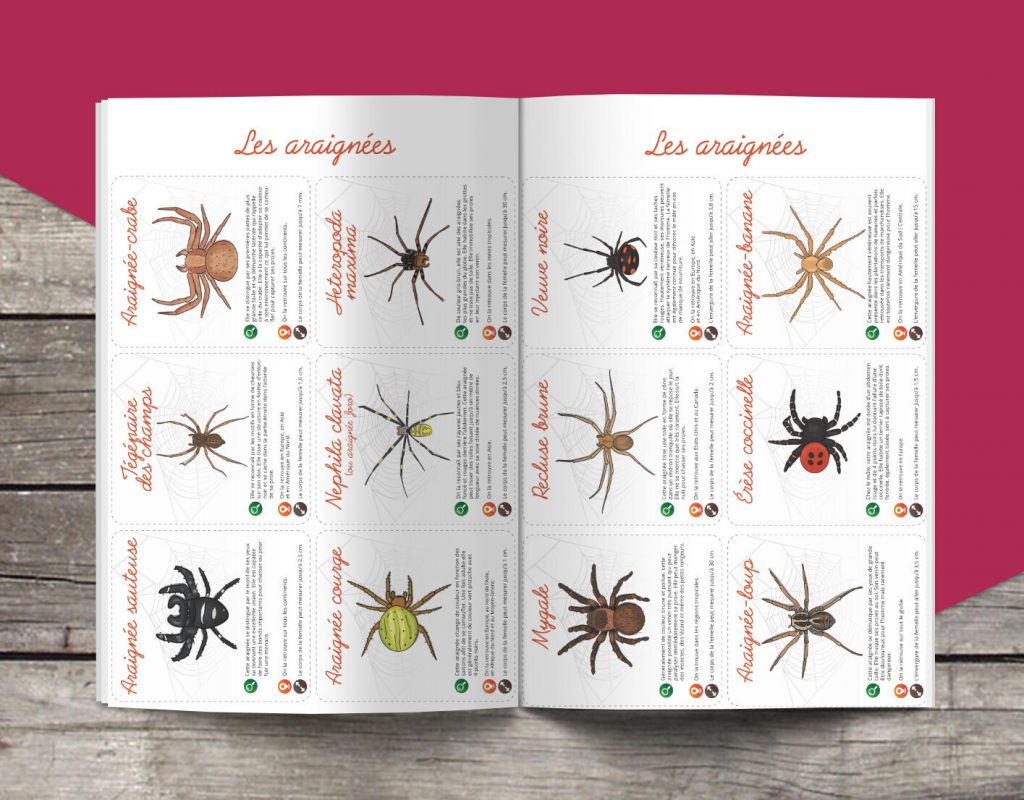 Les P&rsquo;tits Ouistitis et les araignées