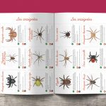 Les P&rsquo;tits Ouistitis et les araignées