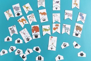 Empreintes animaux : étape 5