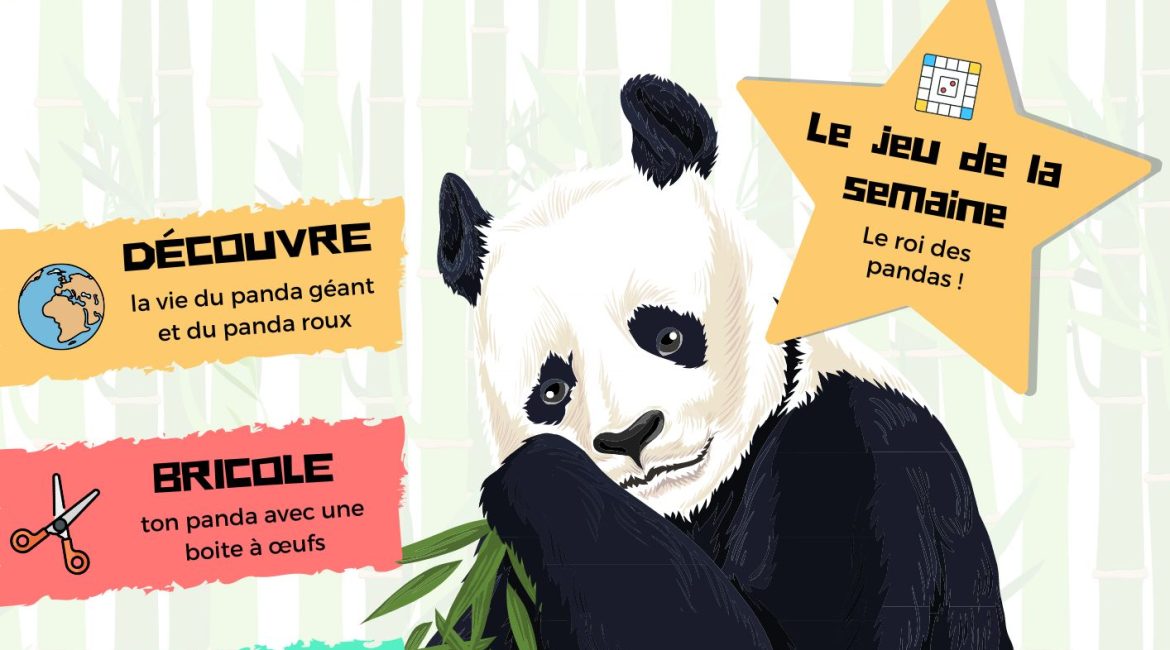 L'Académie des Ouistitis prend soin des pandas