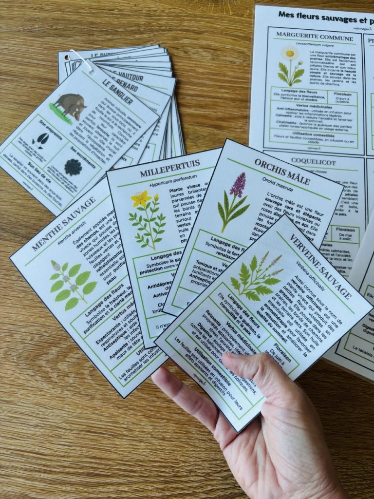 Mon guide des fleurs sauvages pour les sorties nature