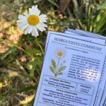 Guide fleurs sauvages - marguerite