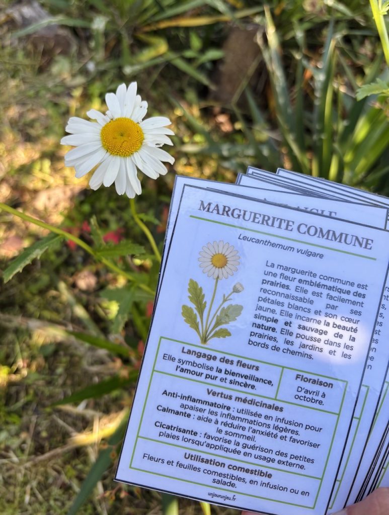 Guide fleurs sauvages - marguerite
