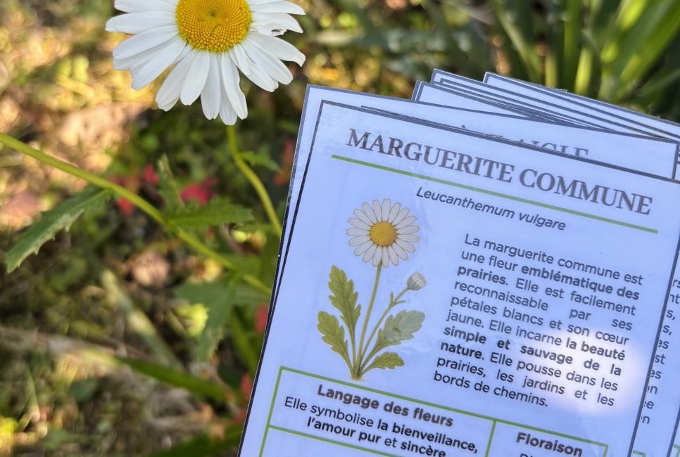 Guide fleurs sauvages - marguerite