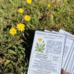 Mon guide des fleurs sauvages pour les sorties nature