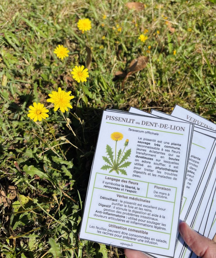 Mon guide des fleurs sauvages pour les sorties nature