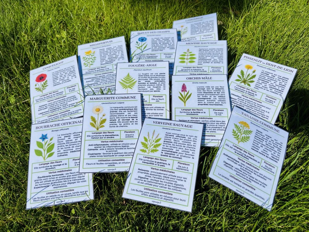 Mon guide des fleurs sauvages pour les sorties nature