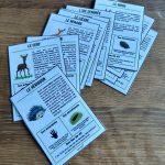 Guide des traces d'animaux - 3