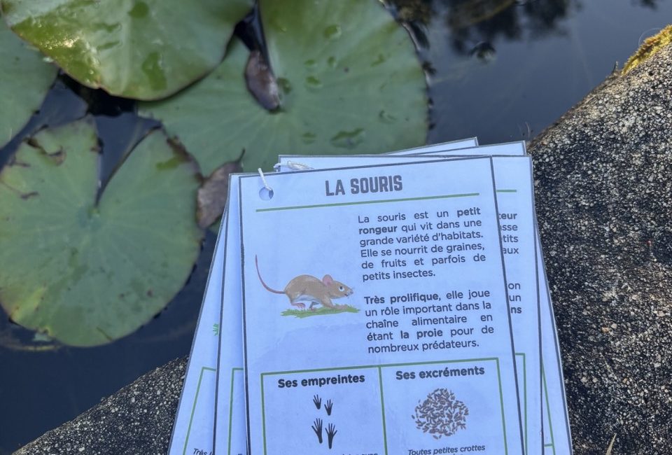 Guide des traces d'animaux - 5