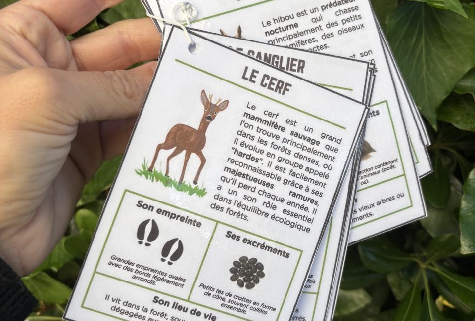 Guide des traces d'animaux - 6