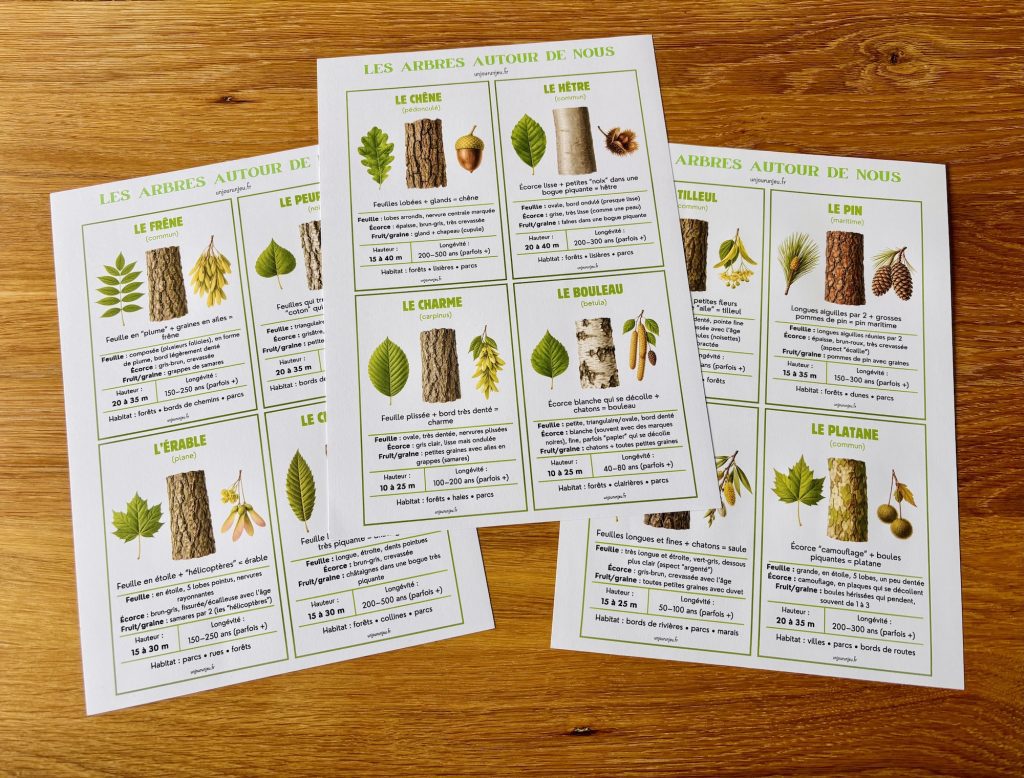 Identificateur d'arbres