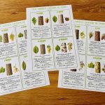 Identificateur d'arbres