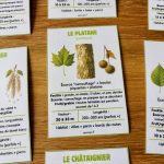 Identificateur d'essence sd'arbres