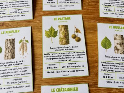 Identificateur d'essence sd'arbres