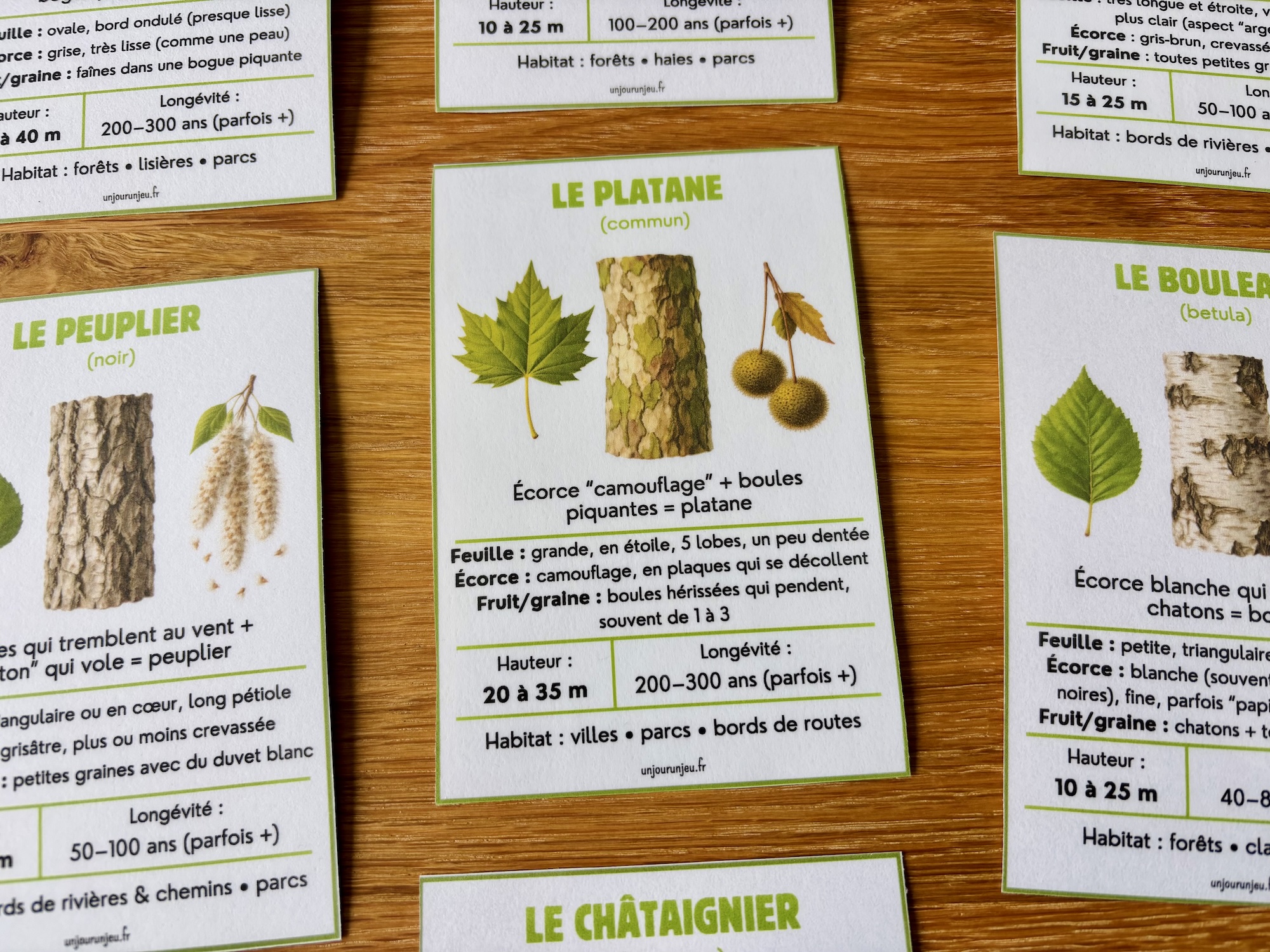 Identifier les arbres autour de nous
