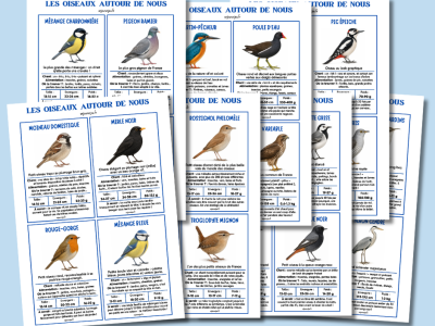 Fiches Oiseaux