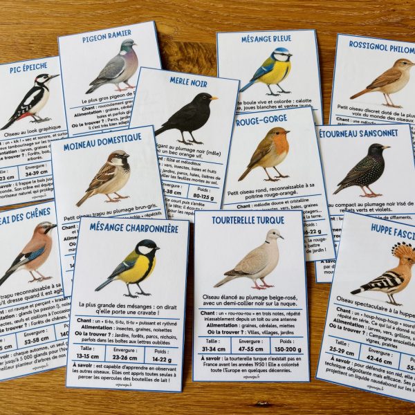 Identifier les oiseaux autour de nous