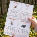 Petites bêtes du jardin : 16 fiches d&rsquo;identification pour les reconnaître