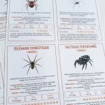 Petites bêtes du jardin : 16 fiches d&rsquo;identification pour les reconnaître
